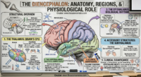 A medical infographic showing the structural overview of the diencephalon, detailed thalamic nuclei, functional regions of the hypothalamus, and the biological rhythms of the epithalamus.