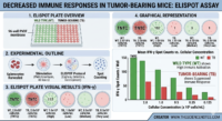 Infographic detailing an ELISPOT assay comparison of IFN-gamma production between wild-type and tumor-bearing mice, showing a suppressed immune response in the diseased group.